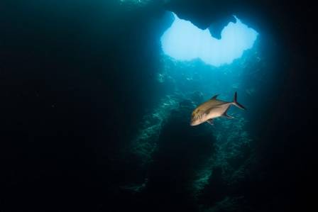 Blue Holes: The Ancient Underwater Sinkholes of the Sea