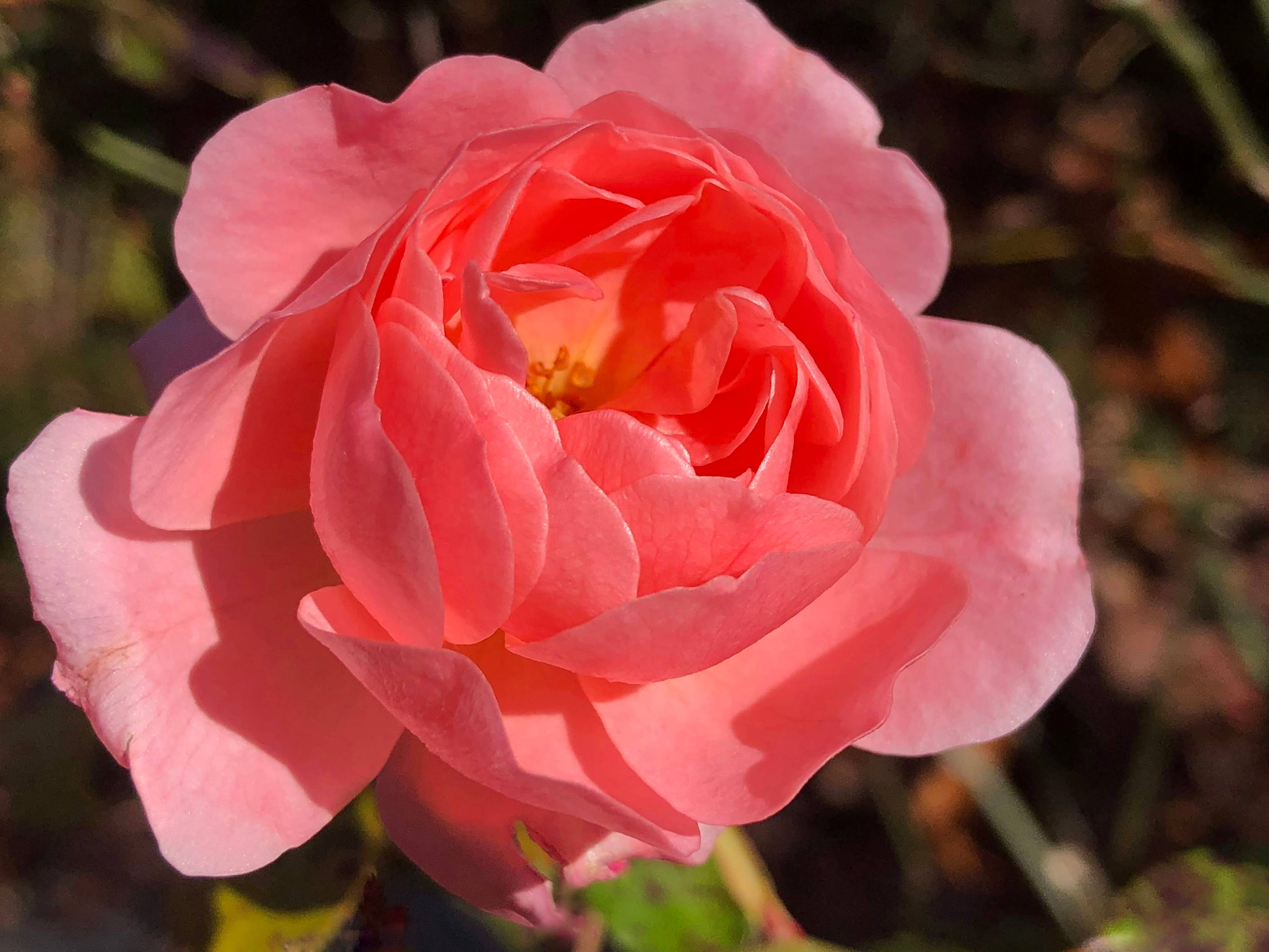 a pink rose is blooming in a garden