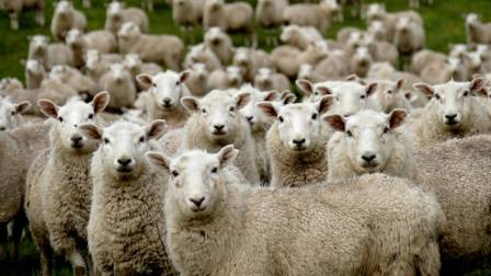 Ten Shocking Facts You Never Knew About Beautiful Sheep