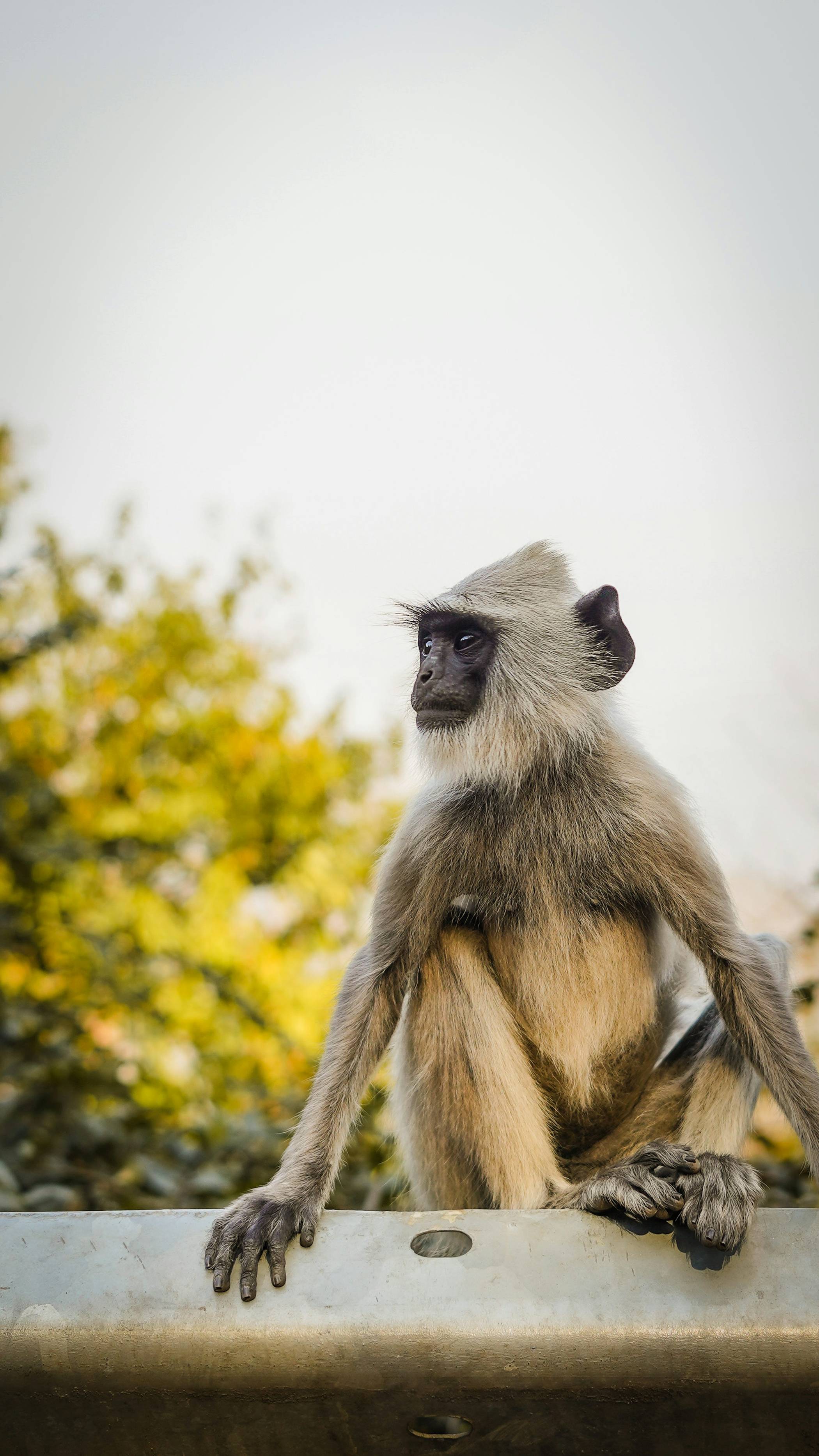 बंगाल हनुमान लंगूर
