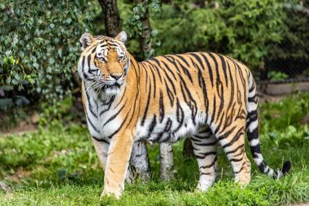 Tigers In America
