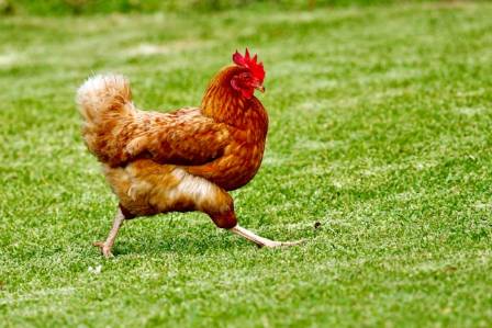 Ten Intriguing Realities Regarding Chickens