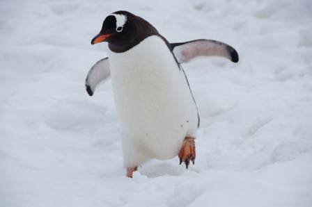 AI and the African Penguin Colony at De Hoop