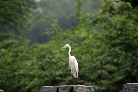 Cattle Egret (Bubulcus ibis): The Globally Expanding Commensal Heron