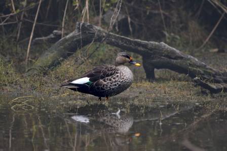 Learning About the Indian Spot-Billed Duck Discovering the Secrets of This Special Bird Species