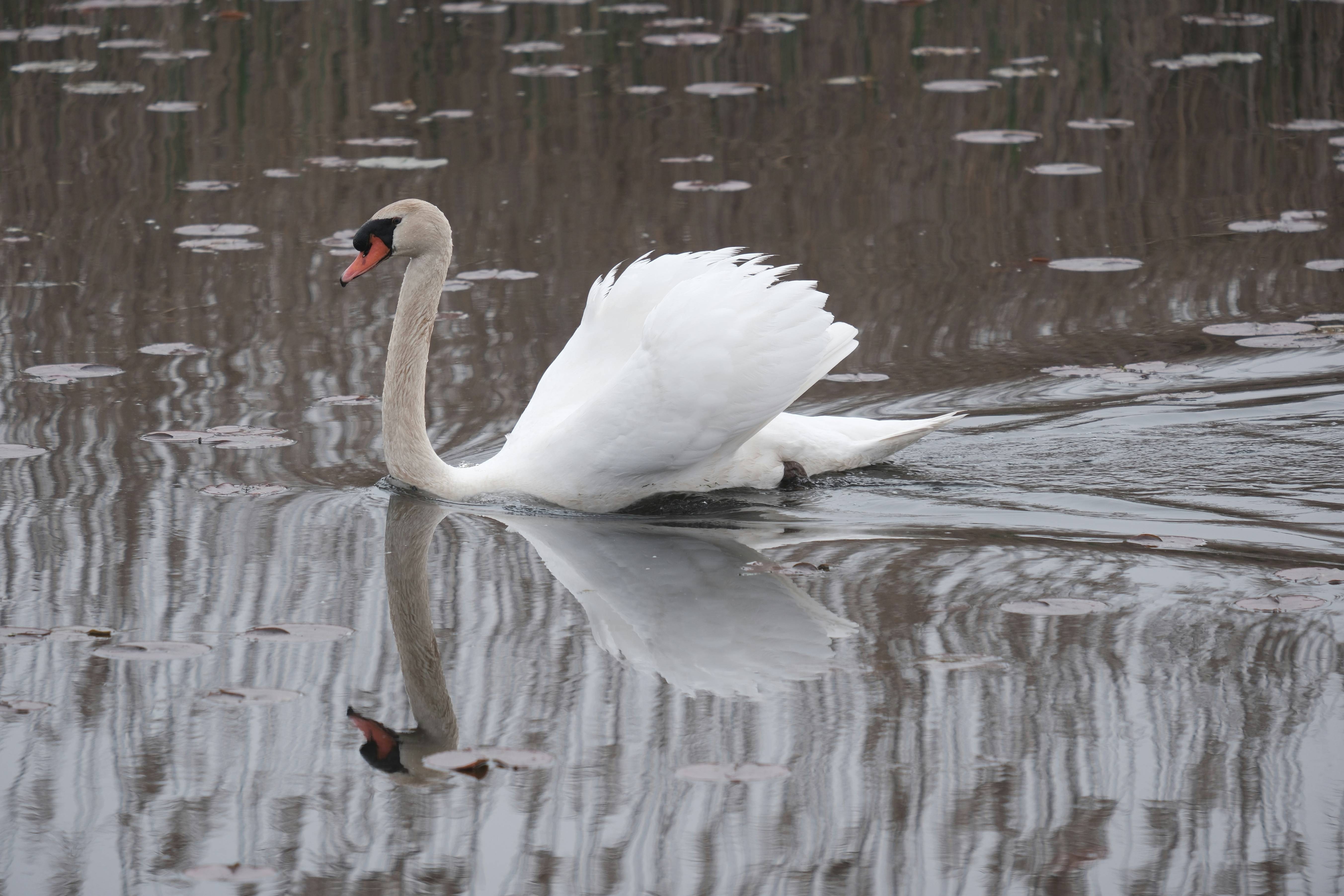 A white swan floating on top of a body of water