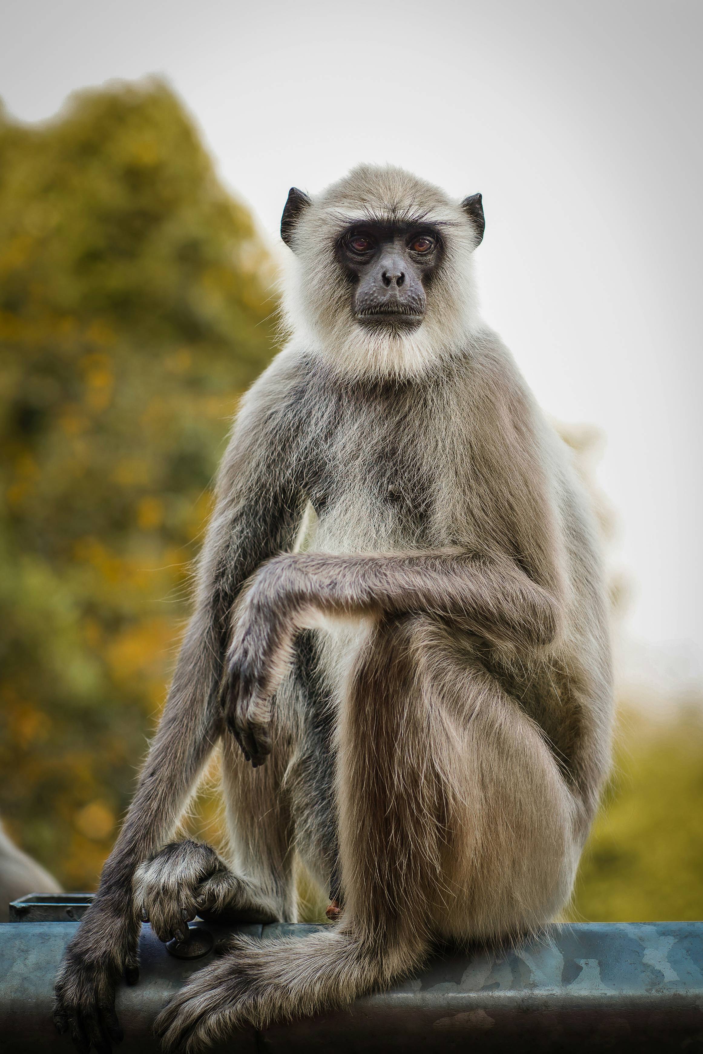 a monkey sitting on a car