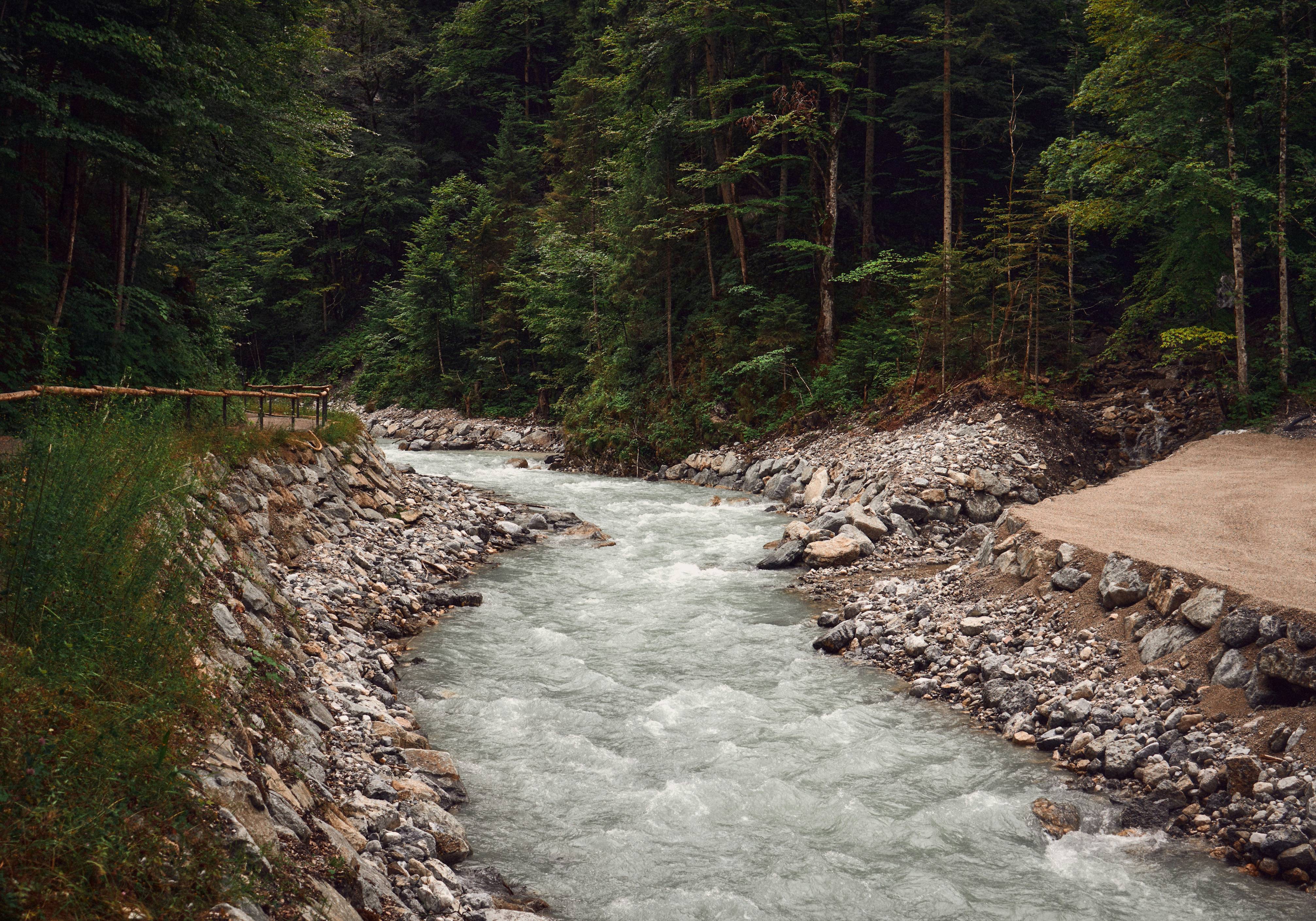river in the middle of forest during daytime