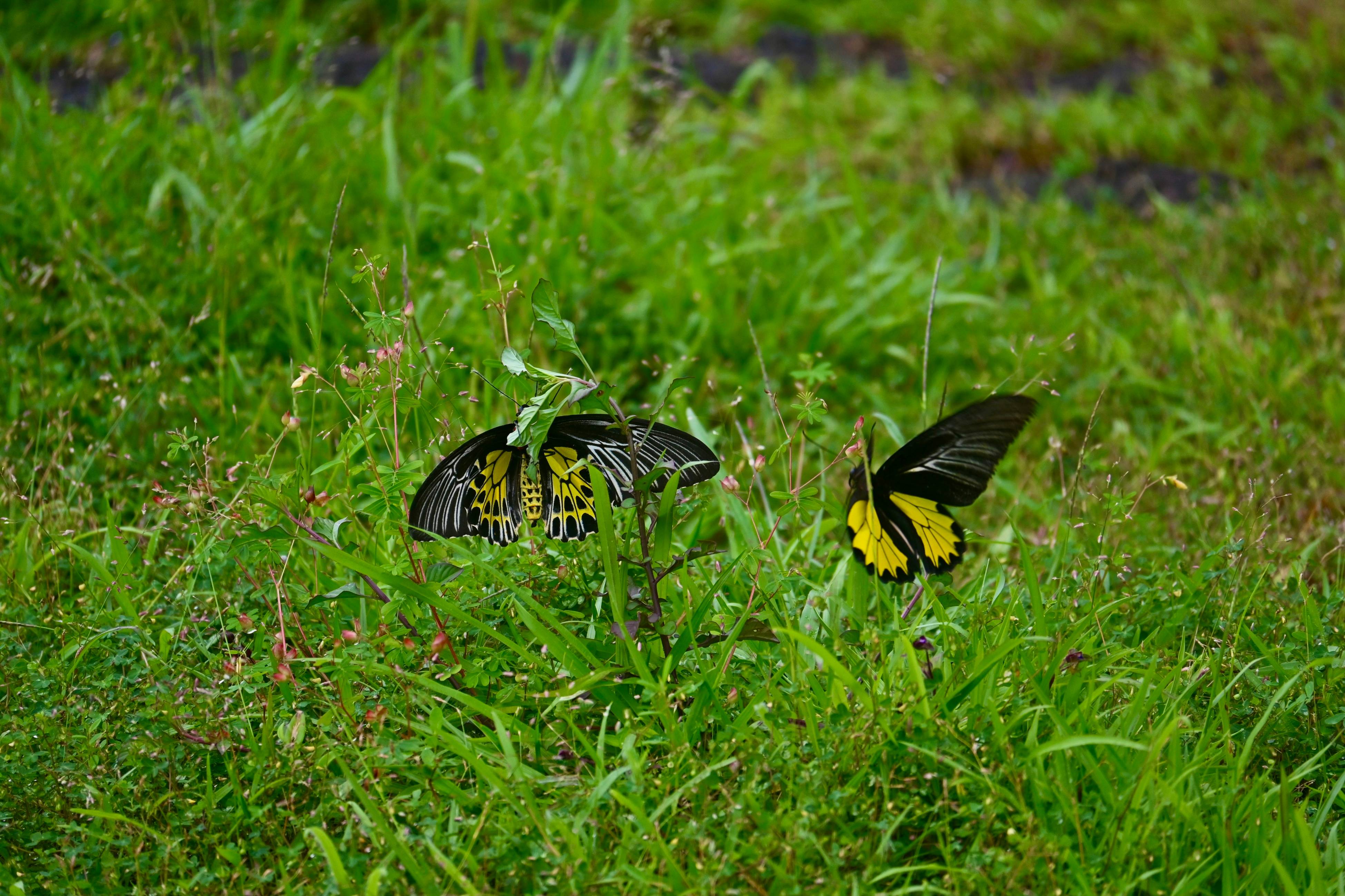 Two yellow and black butterflies in a grassy field