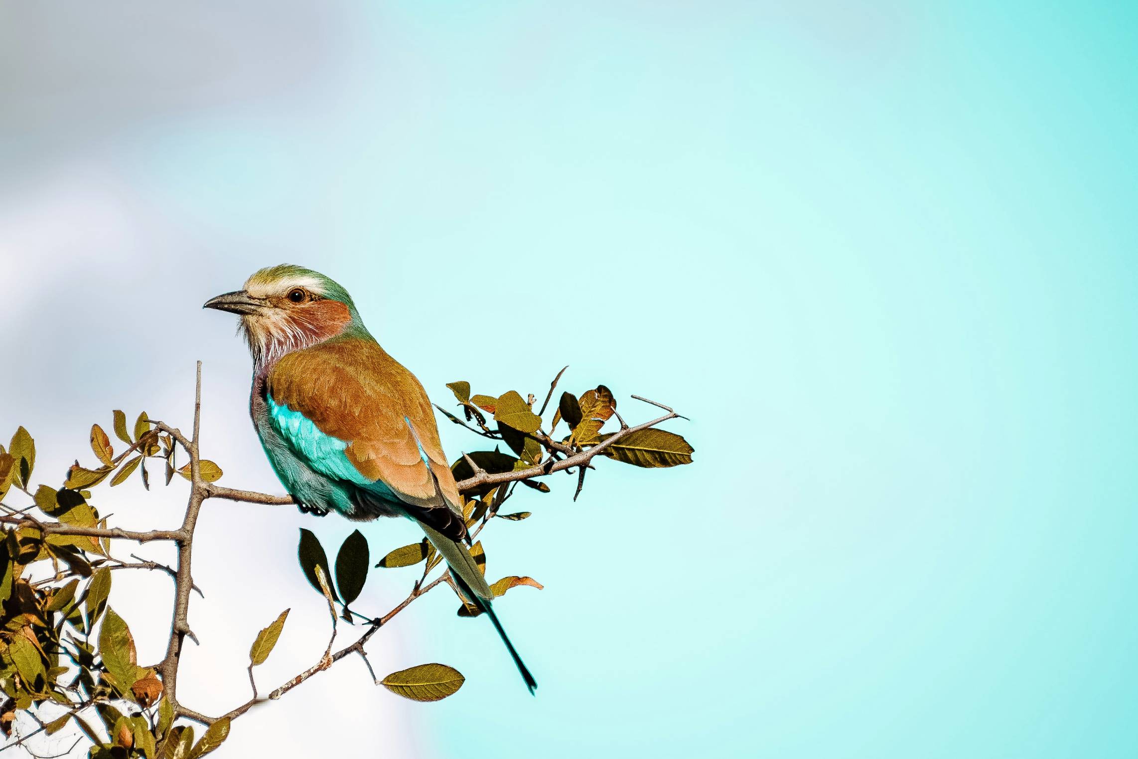 A bird sitting on top of a tree branch