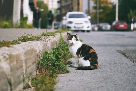 Navigating the Adoption of a Stray Cat: Guidelines and Considerations