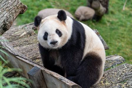 Fascinating facts about giant pandas