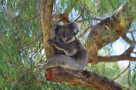 Essential Koala Information: Key Insights