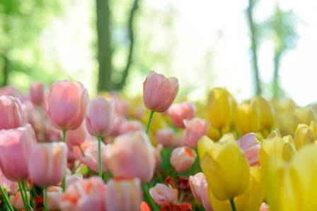 Exploring the Beauty of Tulips Flowers