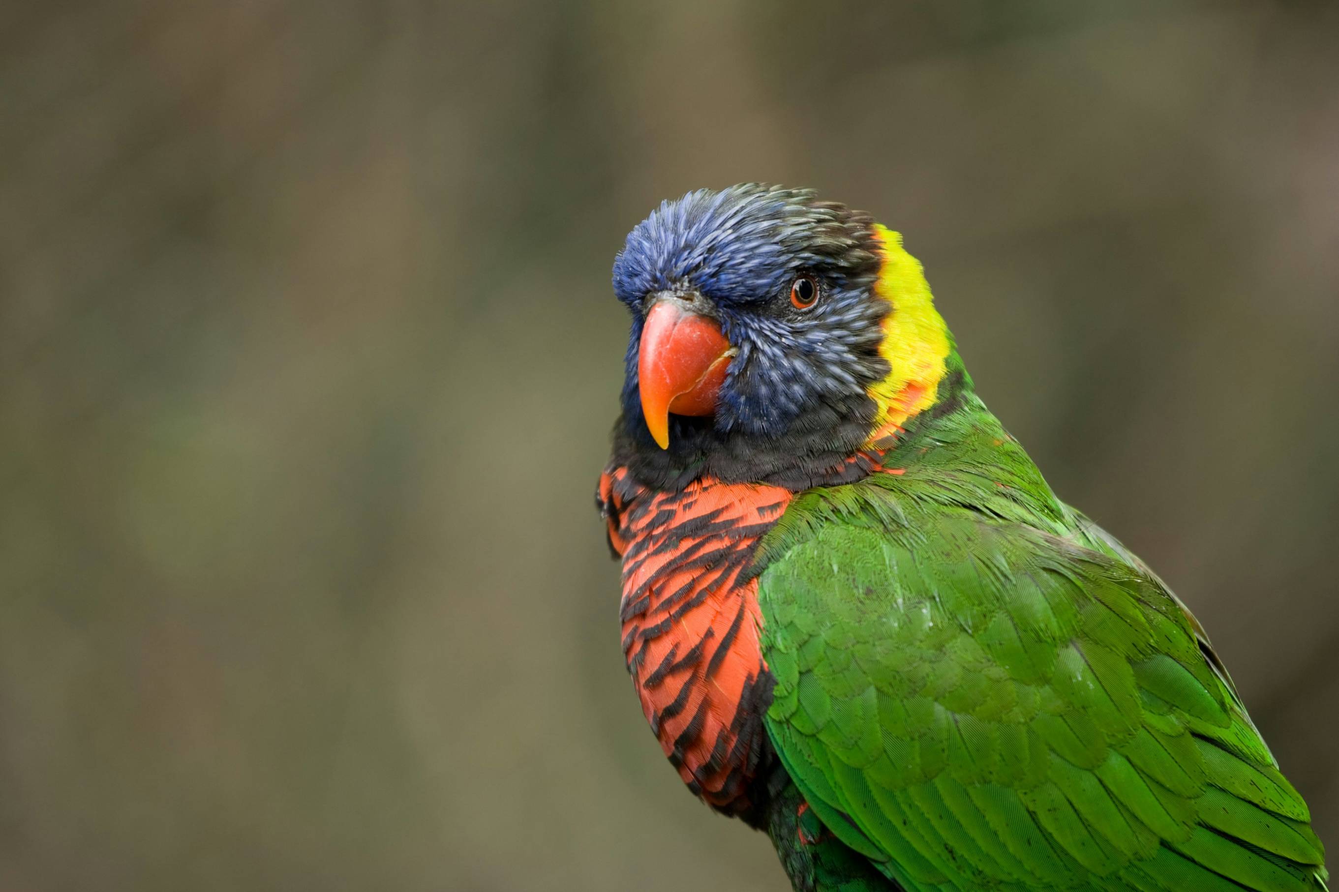 blue green and orange bird