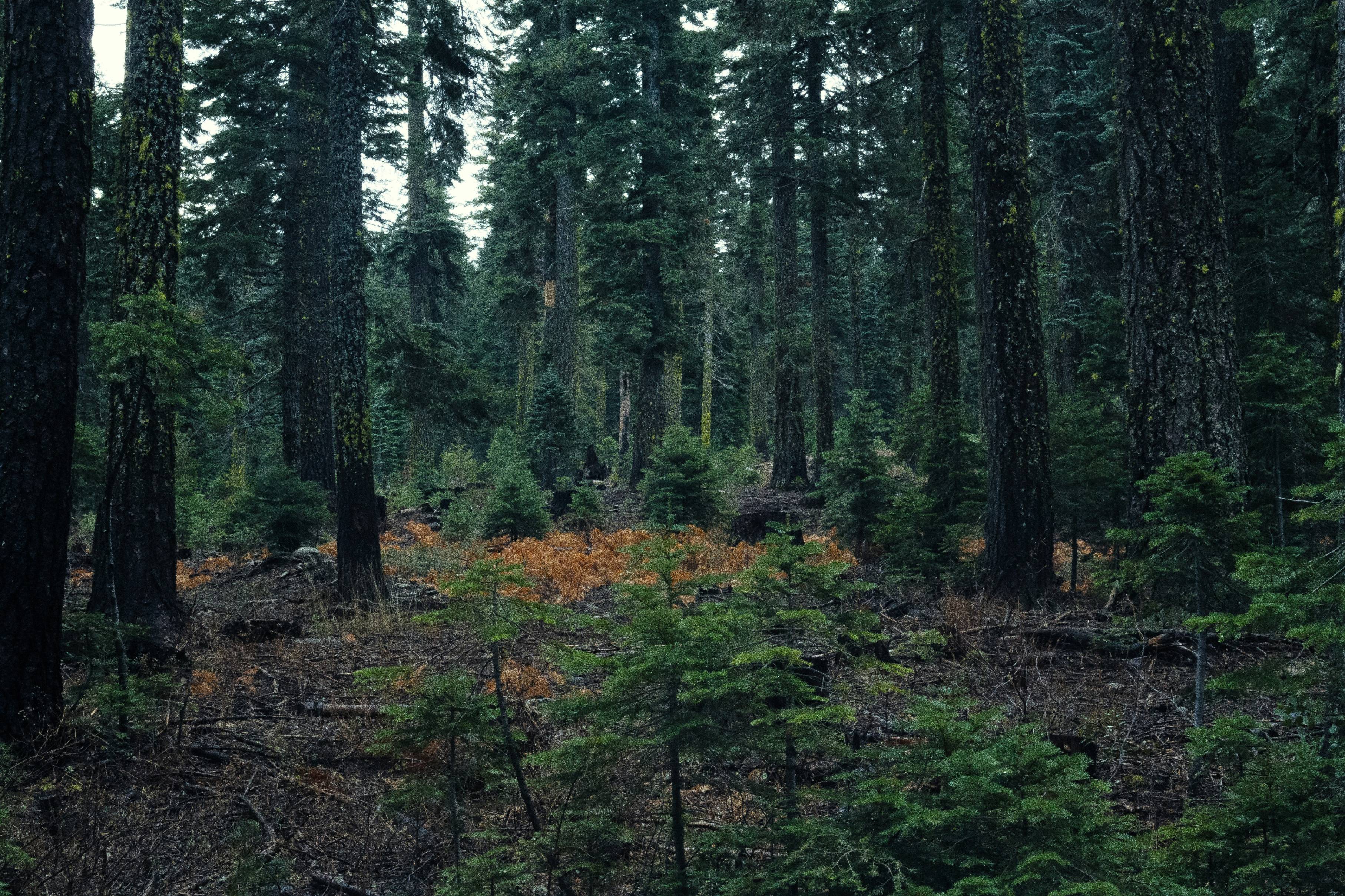 green leafed trees
