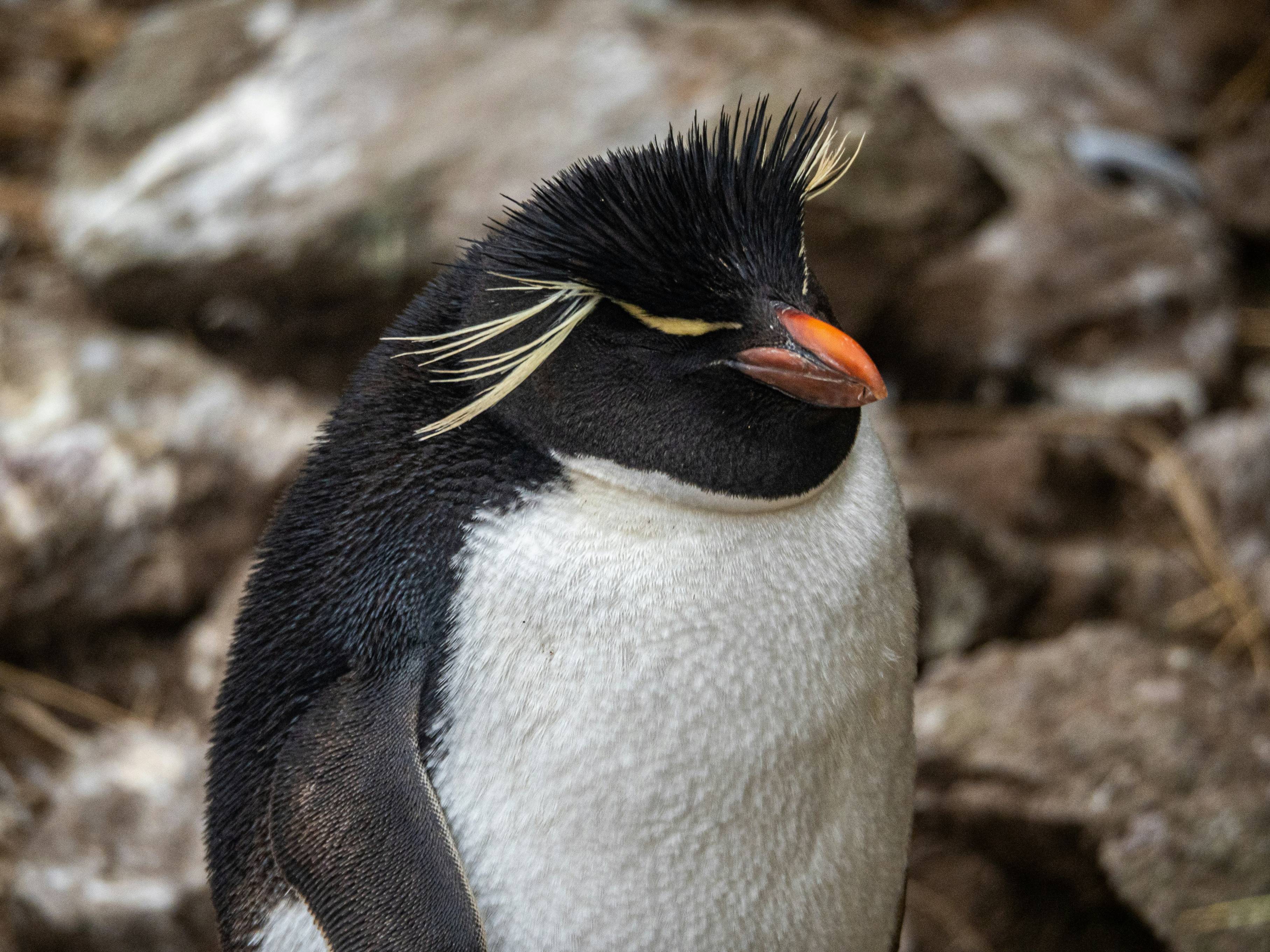 a black and white penguin standing on a rock