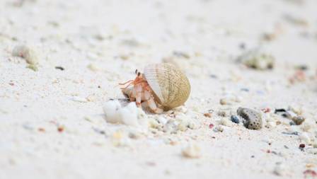 What Does the Hermit Crab Eat?