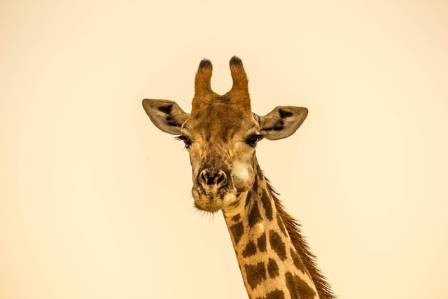 How To Draw A Giraffe