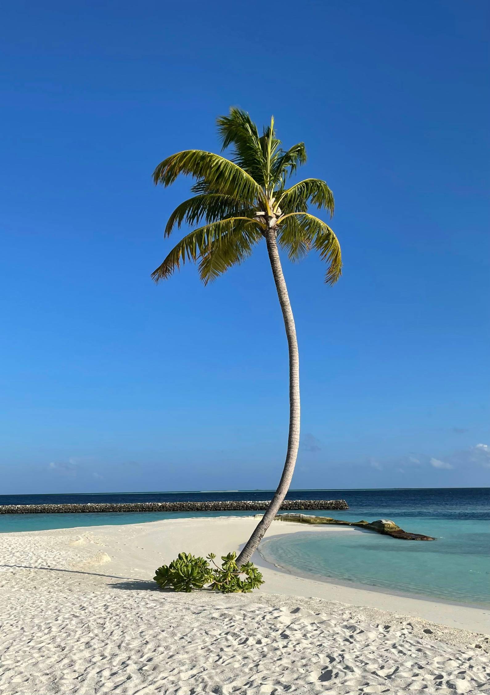 a palm tree on a beach with clear blue water