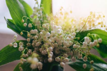 Convallaria majalis: From Woodland Plant to Garden Favorite