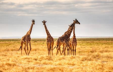 Little known facts about giraffe in the wild