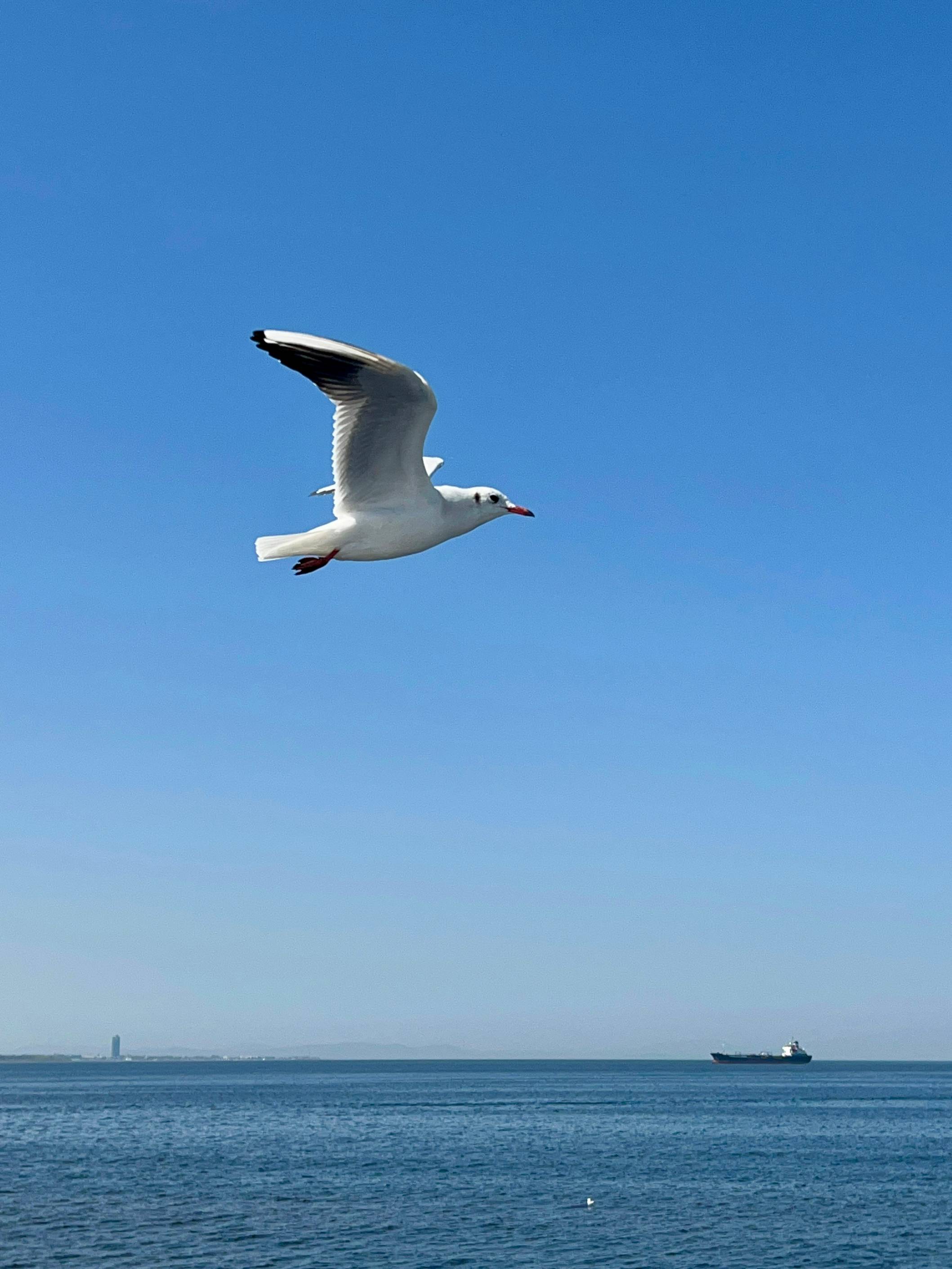 A seagull flying over a body of water