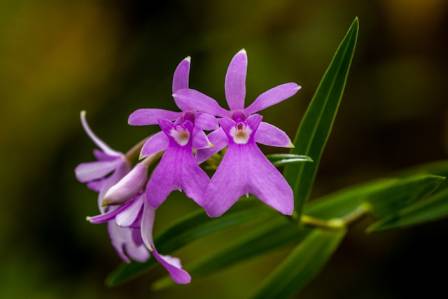 Ballerina Orchids: Characteristics And Cultivation