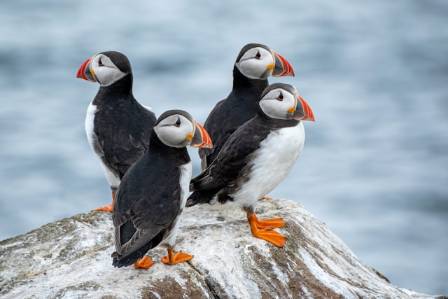 Atlantic Puffins: The Colorful “Clowns of the Sea”
