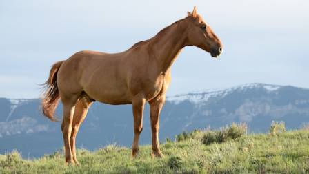 Intriguing Facts About Equines