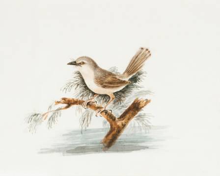 Most Famous Bird Paintings