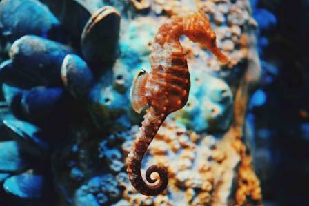 The Enigmatic Seahorse: 10 Astonishing Truths from SEA LIFE Melbourne