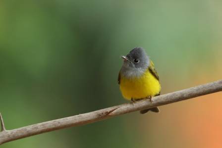 The Cutest Birds in the World
