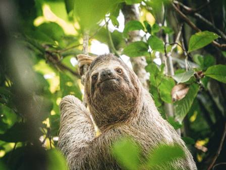 Intriguing Realities of the Three-Fingered Sloth