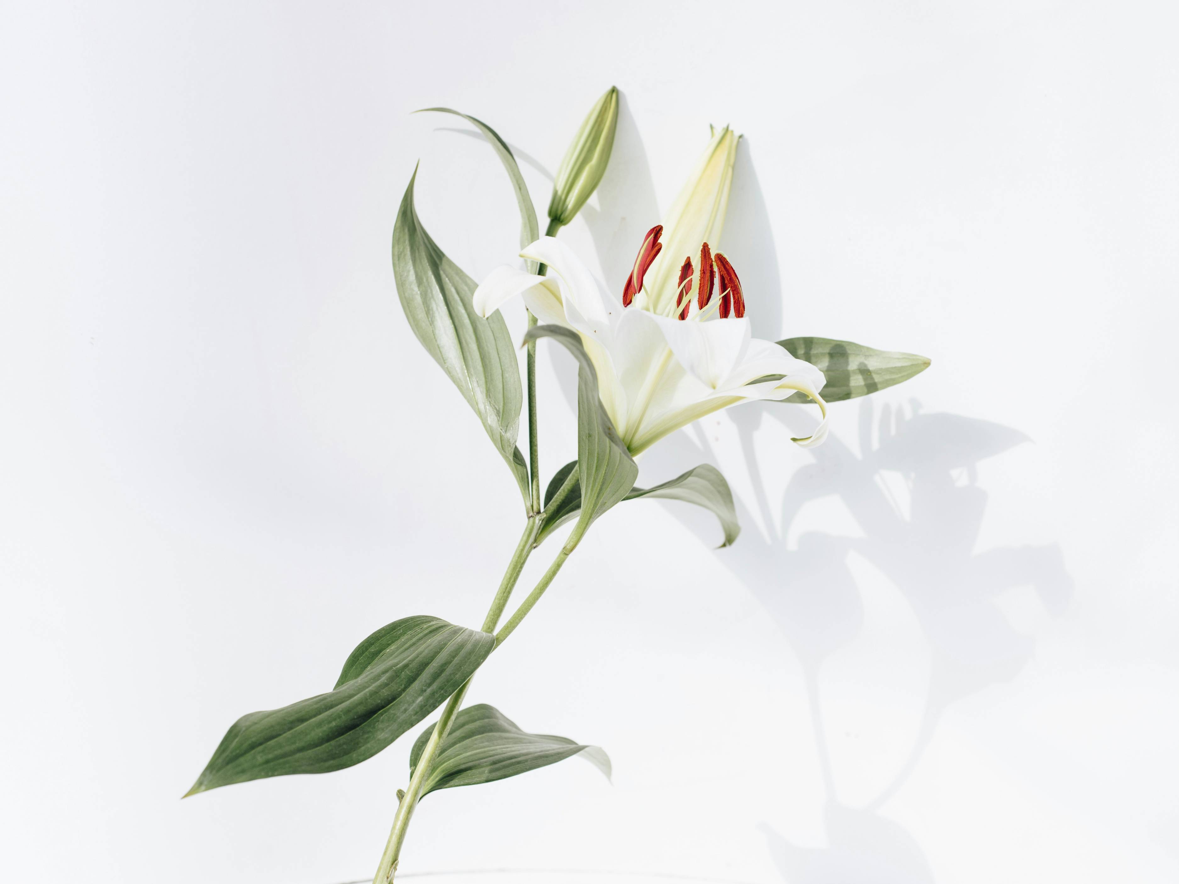 white and red flower with green leaves