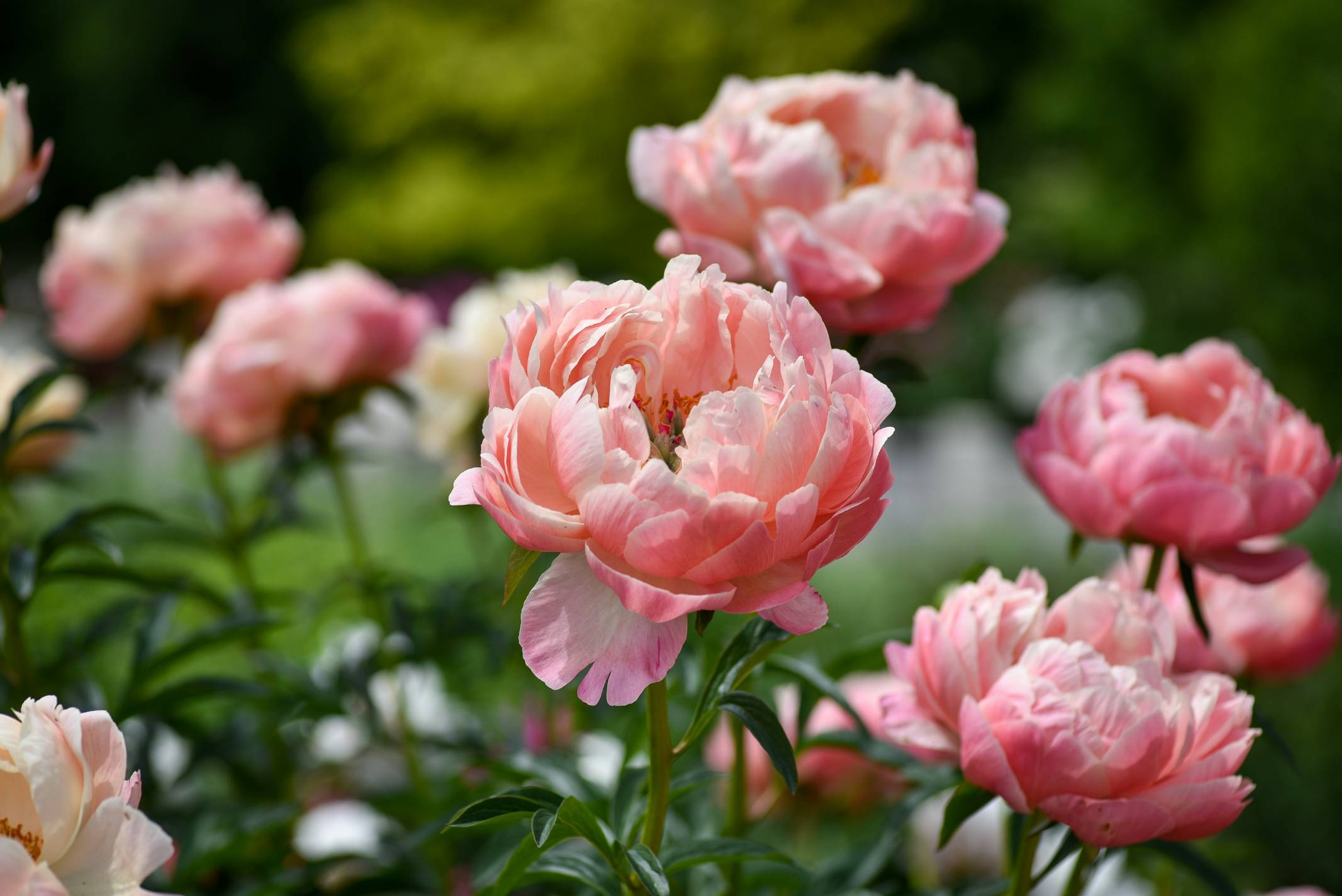 a group of pink flowers