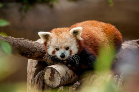 Twenty of the Most Adorable Creatures on Earth From Fluffy Rodents to Charming Waddling Birds