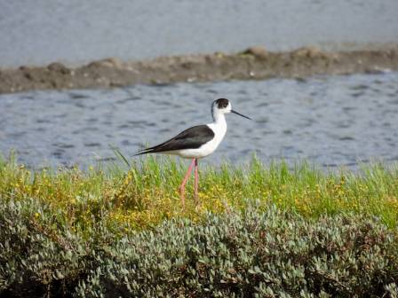 Guide to the Black Winged Stilt Habitat and Key Facts