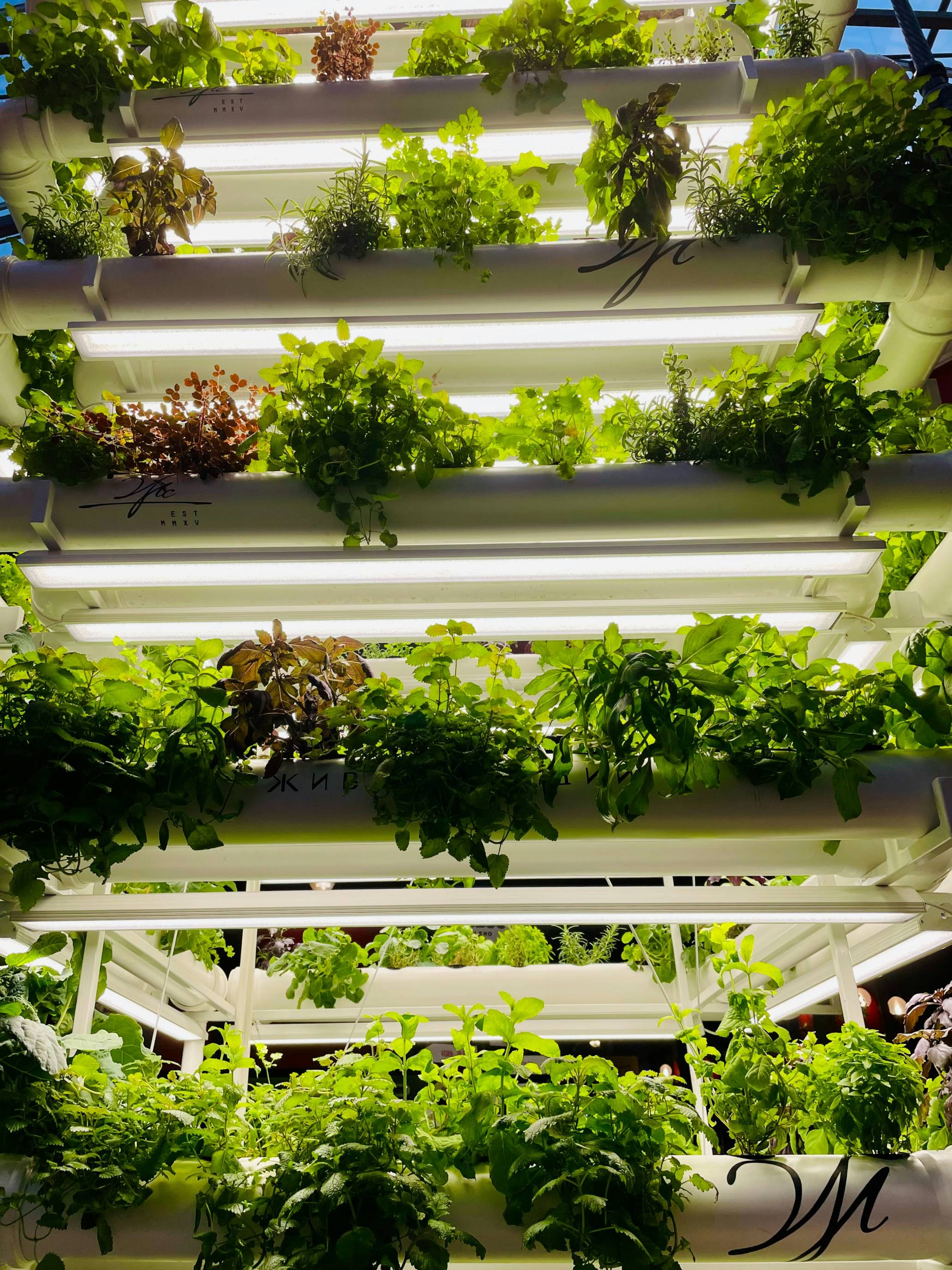 a vertical garden system with plants growing in it