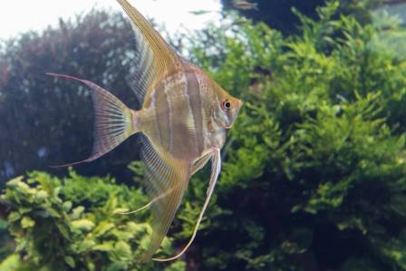 The Elegant Beauty of Angelfish