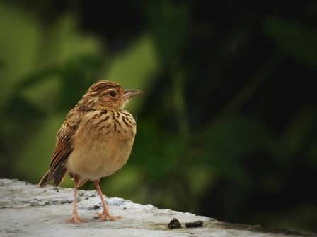 Evolutionary History of Larks: Convergence and Complexity in a Diverse Avian Lineage