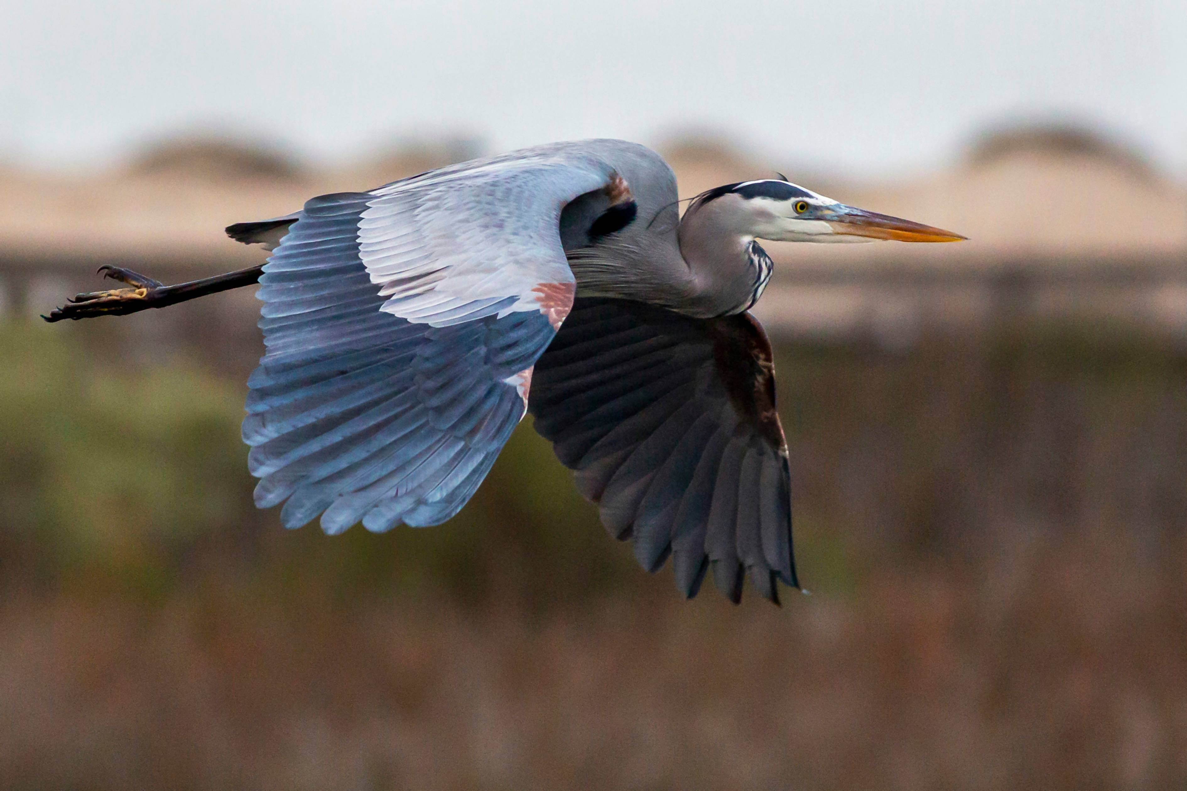 blue and white bird flying during daytime