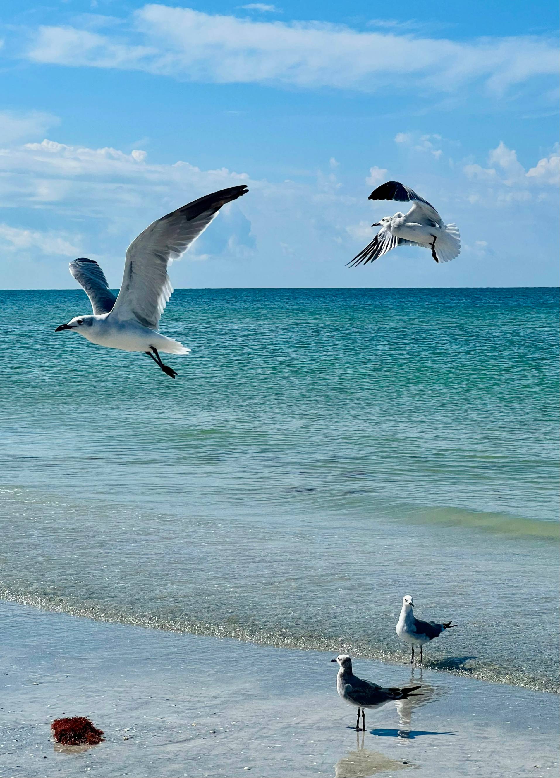 a group of seagulls flying over the ocean