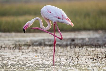 Ways to Support Flamingo Conservation
