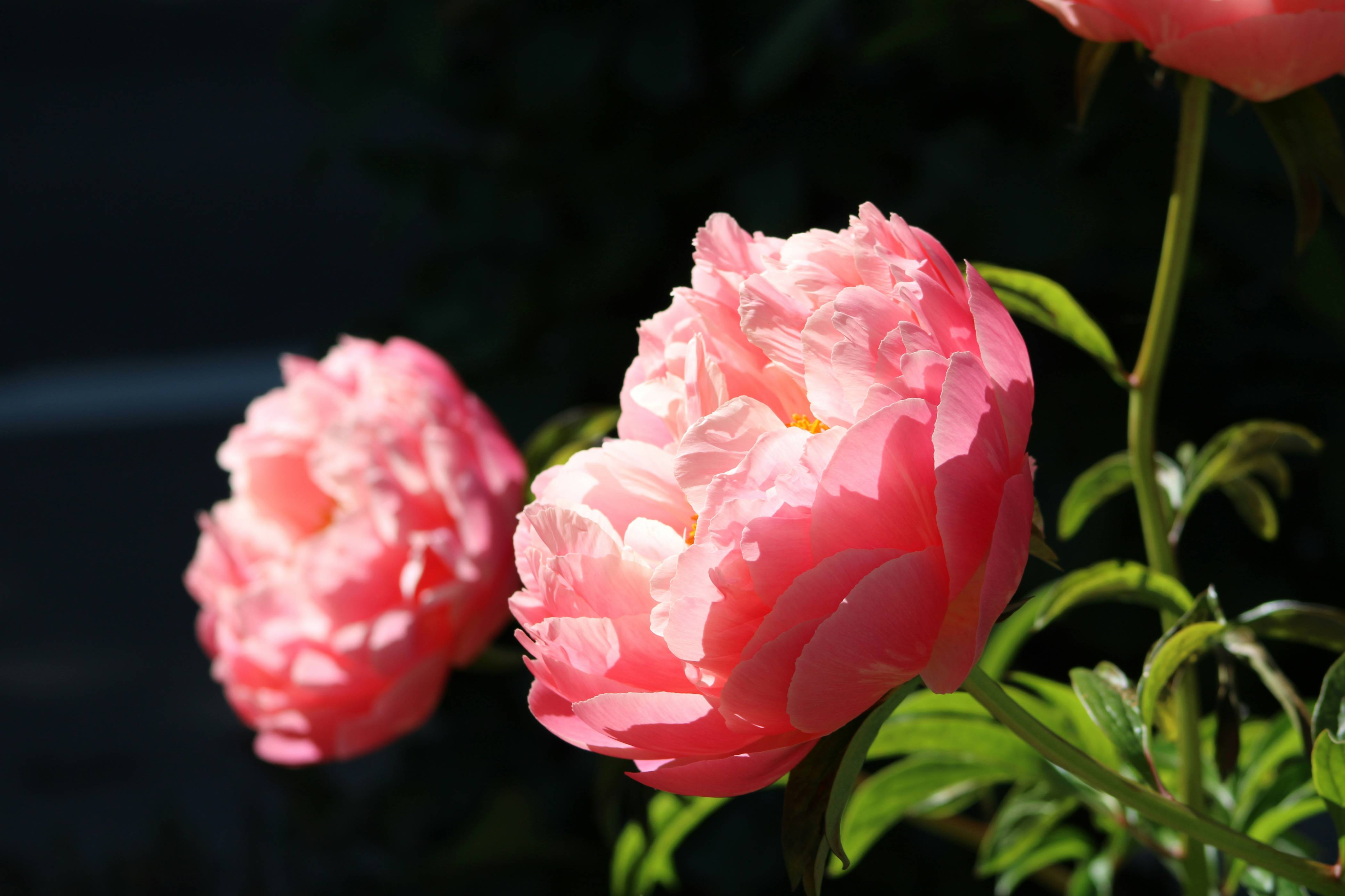 a close up of two pink flowers near one another