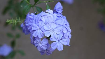 Easy Methods for Cultivating Beautiful Plumbago Shrubbery
