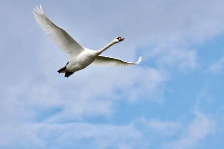 Mute Swan (Cygnus olor): A Comprehensive Fact File